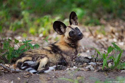 African Wild Dog Will Burrard Lucas