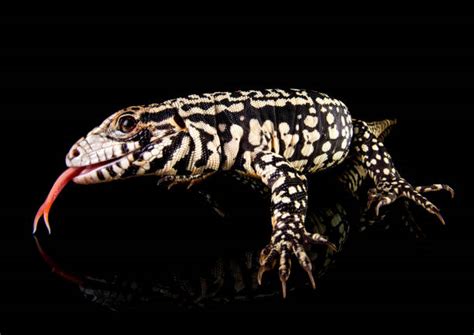 Top 60 Lizard Tongue Stock Photos Pictures And Images Istock