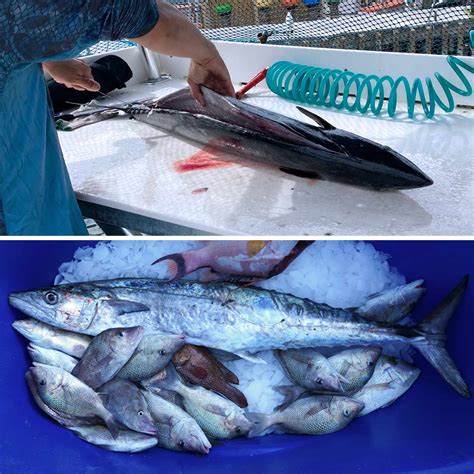 King Mackerel Premium Catch From Florida Waters Wild Seafood Market