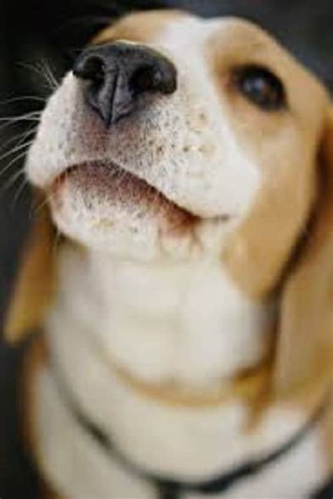 Acne On A Dogs Chin Or Face Proper Diagnosis Is Crucial Sweet Dog Life