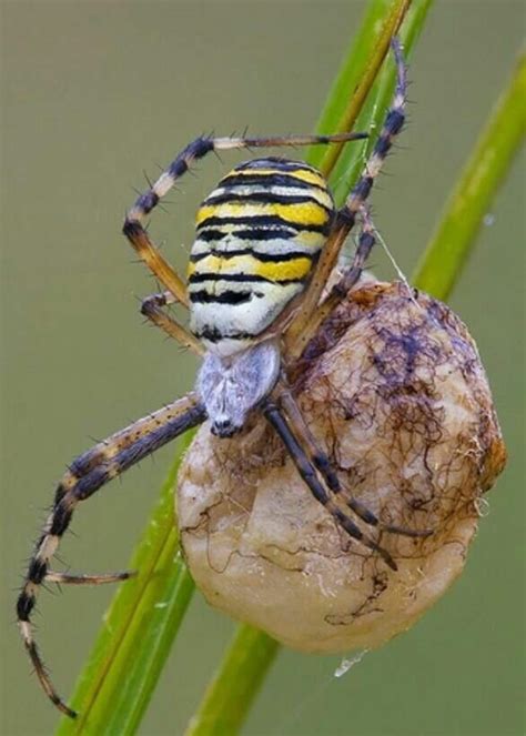 Black And Yellow Garden Spider Egg Sac All Eggs Will Be Etsy