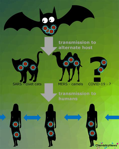 Coronavirus Entering And Replicating In A Host Cell Chemistryviews