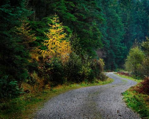 Forest Trail Gravel Road Stock Image Image Of Road 171033517