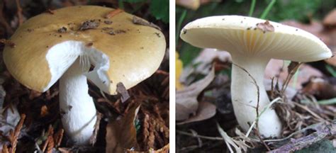 A Guide To Poisonous And Edible Mushrooms Love The Garden