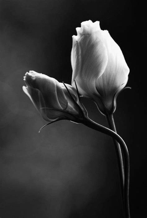 Black And White My Favorite Photo Black And White Flowers Black And