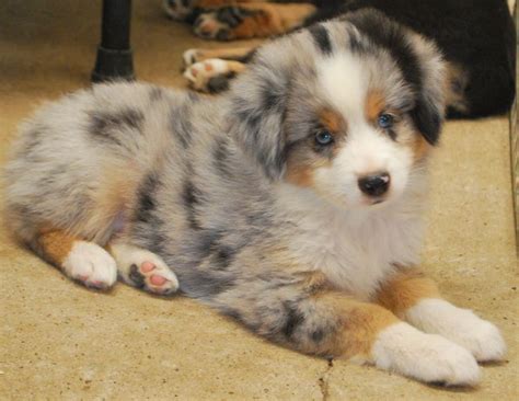 Miniature australian shepherds, on the other hand, do not have any noticeable extremes in their body structure. What a cute Miniature Australian Shepherd puppy from ...