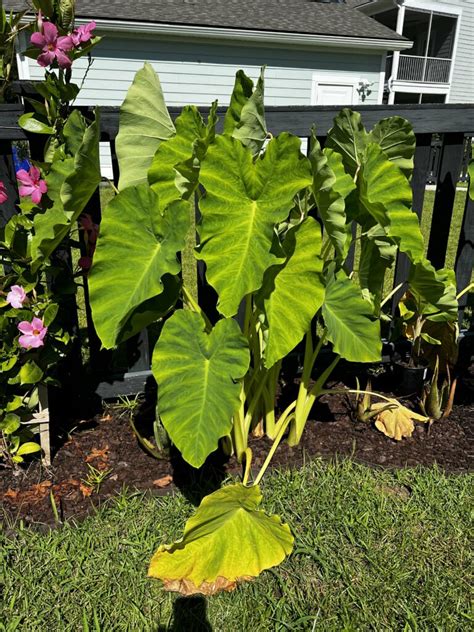 Colocasia Gigantea Thailand Giant Giant Elephant Ear Care Guide Keep Your Plants Alive