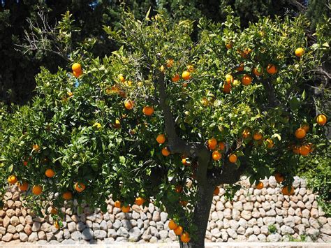 Oranger Orange Grove Plantation · Photo Gratuite Sur Pixabay