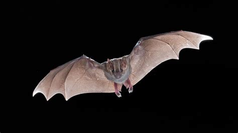 Bats Could Hold Vital Clues To Beating Cancer Study Reveals The Us Sun