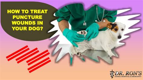 How To Treat Puncture Wounds In Your Dog Ppt