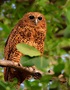 This stunning bird is a Pel's Fishing Owl photographed in Botswana by ...