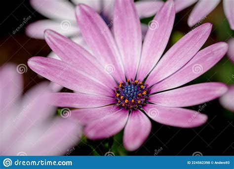 Light Purple Osteospermum Also Known As Soprano Purple African Daisy