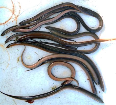 Asian Swamp Eels Monopterus Sp Us Geological Survey