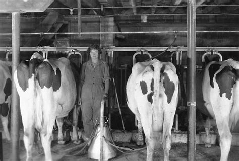 Milking The Cows Photograph Wisconsin Historical Society Ranch Life Wisconsin Dairy Farms