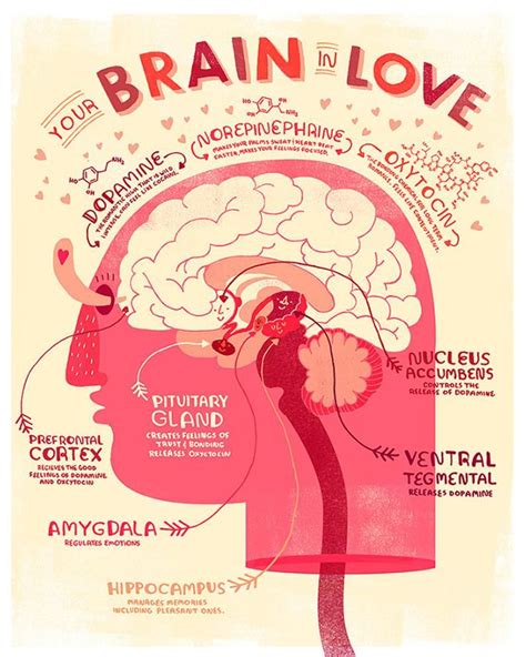 Valentine S Heart And Brain Anatomy Poster Deal Etsy Brain Anatomy