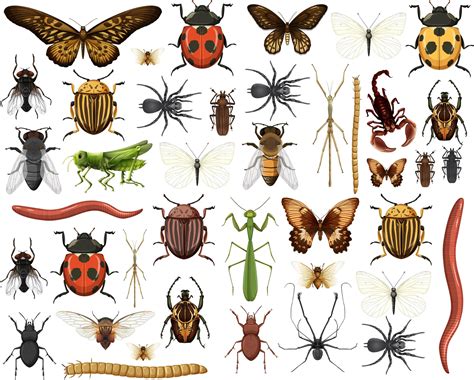 Different Insects Collection Isolated On White Background Vector Art At Vecteezy