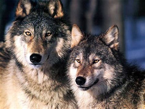 A Prisoner In The Tundra The Two Wolves A Cherokee Story About Native