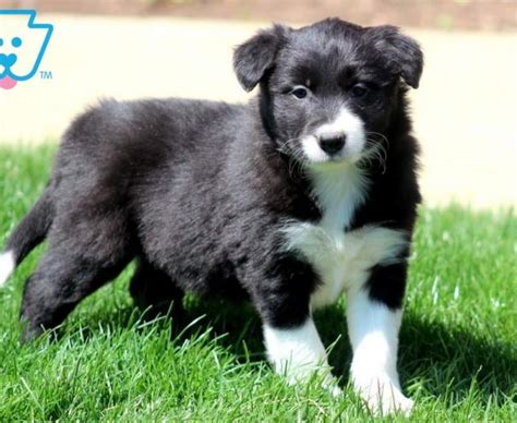 Border Collie Puppies For Sale Puppy Adoption Keystone Puppies