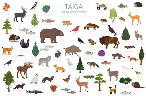 Taiga Biome Boreal Snow Forest Terrestrial Ecosystem World Map Stock
