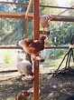 Chicken Run Playground – The Artful Roost