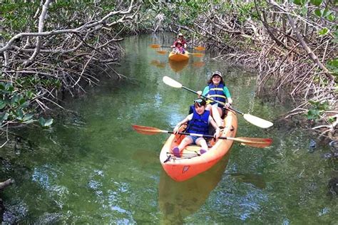 Mangroves And Manatees Guided Eco Tour Florida Keys Plus