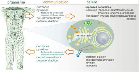 Crédits 1 La Cellule Et Sa Membrane Plasmique Biologie Cellulaire