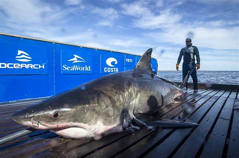 Cool How Fast Can The Great White Shark Swim 2022