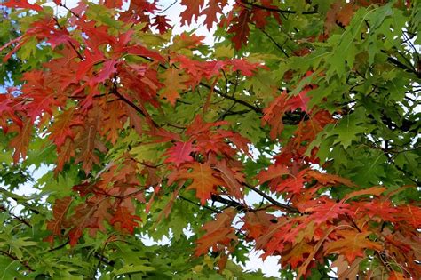 Große und kleine projekte unterstreichen, welche bedeutung dieses. Der Garten im Oktober | Garten Wissen