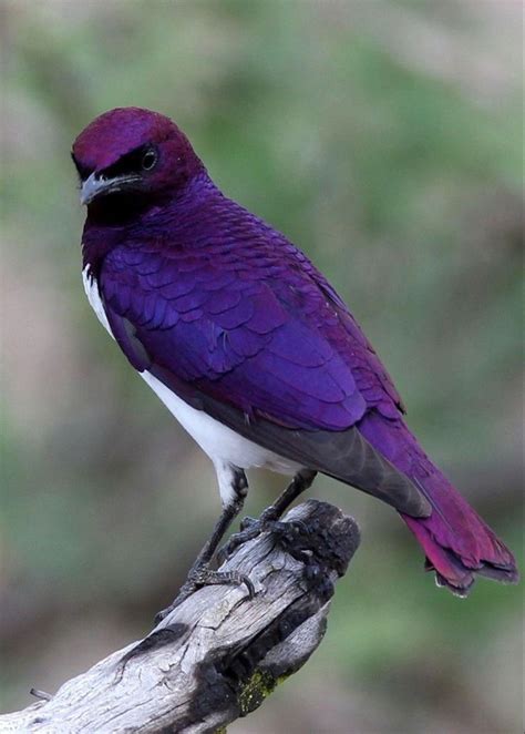 Pin Van Gees Op Paars Purple Exotische Vogels Kleurrijke