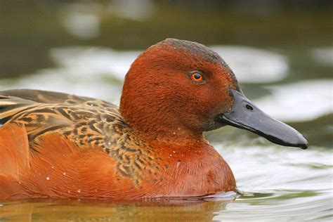 Cinnamon Teal Male Paloma Duck Species Teal Duck Duck Pictures