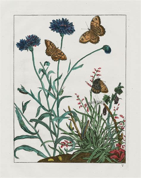 Jacob Ladmiral Butterfly And Botanical Prints 1774 Superb Original Hand