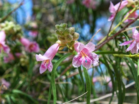 Caring For Desert Willows Learn How To Grow A Desert Willow Tree