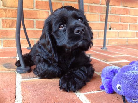 She lives in our home with our children and grandkids she. Irish Wolfhound vs American Cocker Spaniel - Breed Comparison