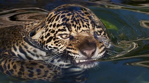 Jaguar Rainforest Animals For Kids Jaguar Facts National Geographic