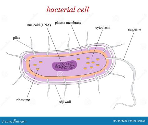 Structure Of A Bacterial Cell Stock Illustration Illustration Of