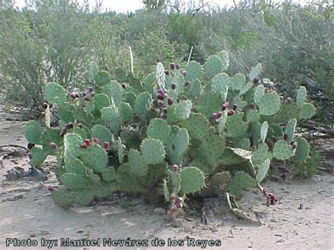 You might come across yucca, aloe, octillo plants, or the tall saguaro cacti. Chaparral
