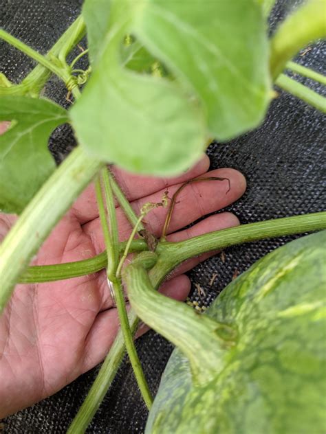 Maybe you would like to learn more about one of these? How to Pick the Perfect Watermelon For a Sweet Summer ...