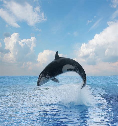 Jumping Killer Whale Photograph By Anastasy Yarmolovich