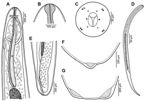 Philometra Papillicaudata Sp N From The Tissues Of Lutjanus Sebae