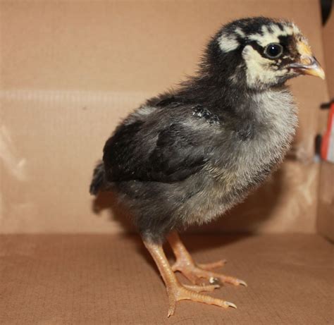 Grow And Resist Silver Laced Wyandotte Chicken Silver Laced Wyandotte