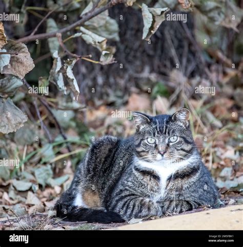 Beautiful Mackerel Pattered Tabby Cat With Green Eyes Resting Along The