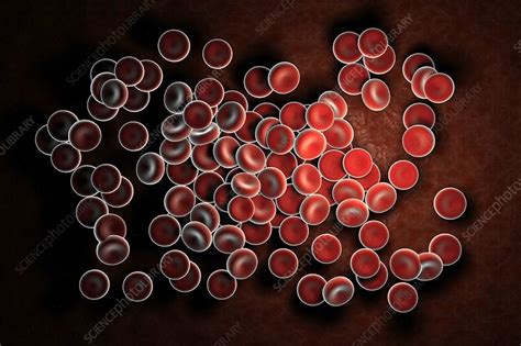 Red Blood Cells Artwork Stock Image C0201189 Science Photo Library