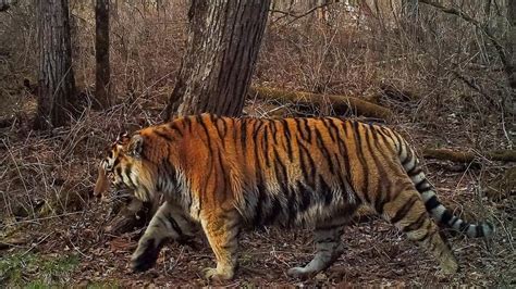 Massive Siberian Tiger Caught Through Camera Traps By The Amur Tiger