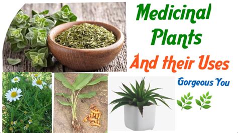 Medicinal Plants And Their Uses Herbal Plants Gorgeous You