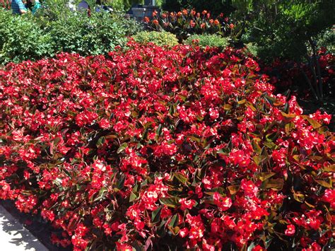 Begonia Red Leaf Red Flower Flowers Lover