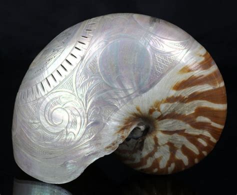 Rare Antique Carved Nautilus Shell Love Token Early 19th C Source