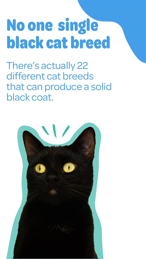 Adoption – Cat and Dog Protection Association of Ireland