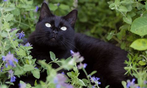 Does Catnip Deter Cats Or The Opposite Pests Banned