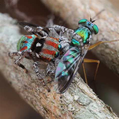 Maratus Volans Prey Ausemade