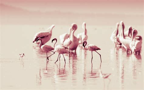 Flamingo Hd Wallpapers Top Free Flamingo Hd Backgrounds Wallpaperaccess